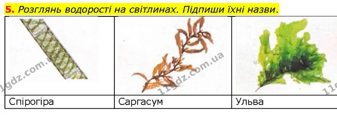 5. Розглянь водорості на світлинах. Підпиши їхні назви. — ГДЗ робочий зошит Біологія 7 клас Тагліна