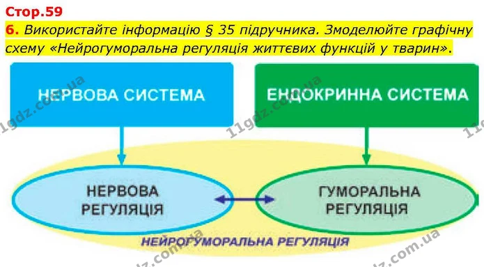 6. Використайте інформацію § 35 підручника. Змоделюйте графічну схему «Нейрогуморальна регуляція життєвих функцій у тварин». — ГДЗ робочий зошит Біологія 7 клас Кулініч