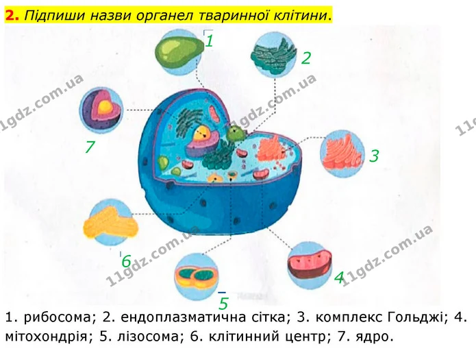 2. Підпиши назви органел тваринної клітини. — ГДЗ робочий зошит Біологія 7 клас Тагліна