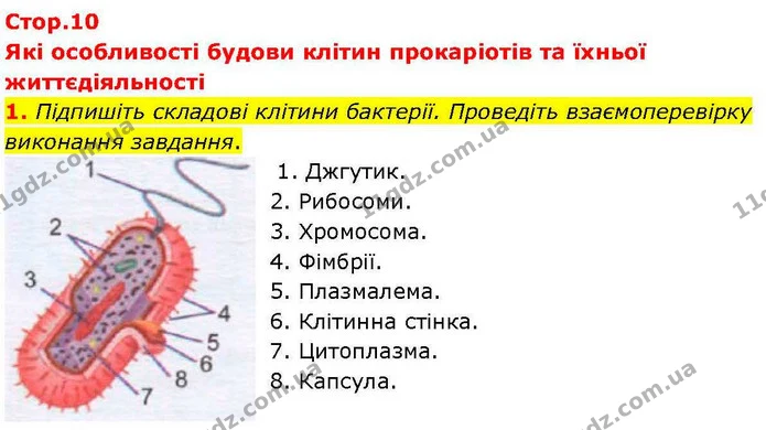 1. Підпишіть складові клітини бактерії. Проведіть взаємоперевірку виконання завдання. — ГДЗ робочий зошит Біологія 7 клас Кулініч
