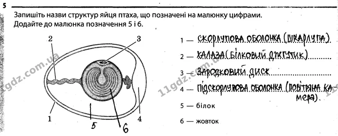 Стор. 50 — 5 — ГДЗ Робочий зошит Біологія 7 клас Задорожний — ГДЗ Робочий зошит Біологія 7 клас Задорожний
