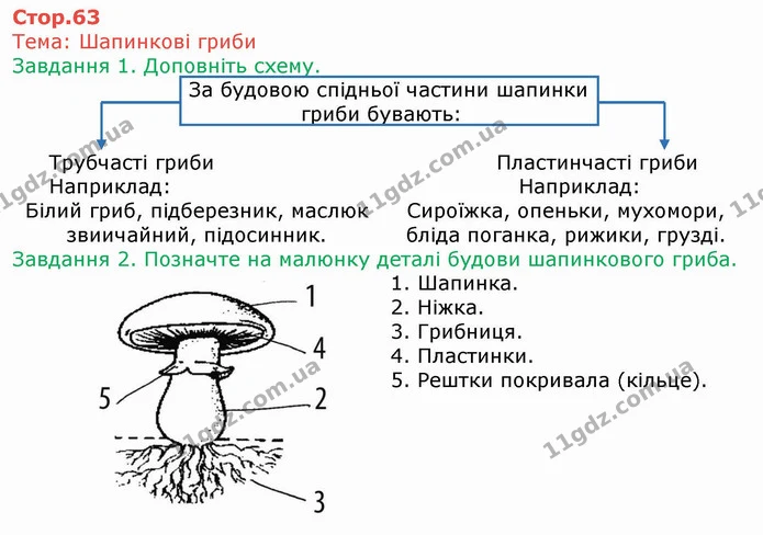 Стор. 63 — 1-2 — ГДЗ Робочий зошит Біологія 6 клас Мечник — ГДЗ Робочий зошит Біологія 6 клас Мечник