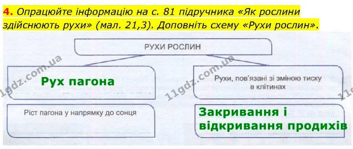 4. Опрацюйте інформацію на с. 81 підручника «Як рослини здійснюють рухи» (мал. 21,3). Доповніть схему «Рухи рослин». — ГДЗ робочий зошит Біологія 7 клас Кулініч