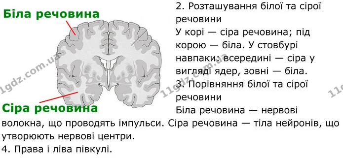 Стор. 23 — Стр.23 (3.2) — ГДЗ Робочий зошит біологія 8 клас Мирна — ГДЗ Робочий зошит біологія 8 клас Мирна