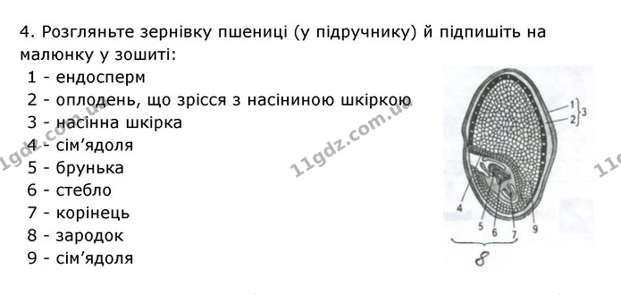 Стор. 60 — 3 — ГДЗ Робочий зошит Біологія 6 клас Соболь — ГДЗ Робочий зошит Біологія 6 клас Соболь