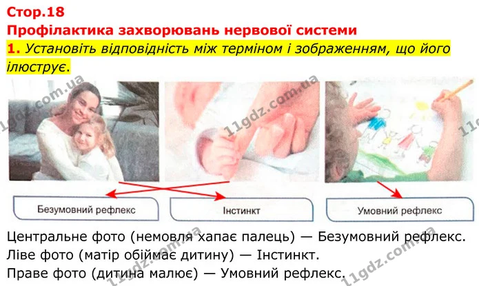 1. Установіть відповідність між терміном і зображенням, що його ілюструє. — ГДЗ Робочий зошит Біологія 8 клас Кулініч
