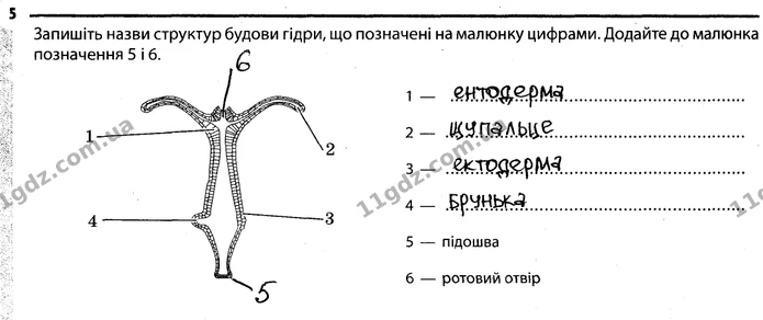 5. Запишіть назви структур будови гідри, що позначені на малюнку цифрами. Додайте до малюнка позначення 5 і 6. — ГДЗ Робочий зошит Біологія 7 клас Задорожний