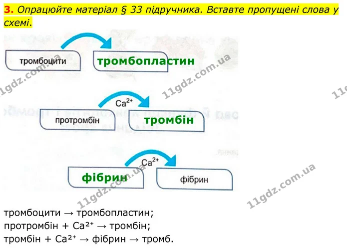 3. Опрацюйте матеріал § 33 підручника. Вставте пропущені слова у схемі. — ГДЗ Робочий зошит Біологія 8 клас Кулініч