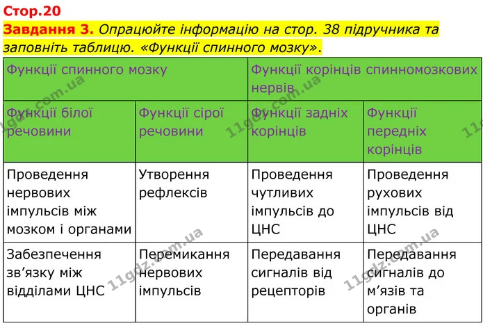 Стор. 20 — 3 — ГДЗ Робочий зошит біологія 8 клас Мирна — ГДЗ Робочий зошит біологія 8 клас Мирна