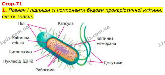 1. Познач і підпиши ті компоненти будови прокаріотичної клітини, які ти знаєш. — ГДЗ робочий зошит Біологія 7 клас Тагліна