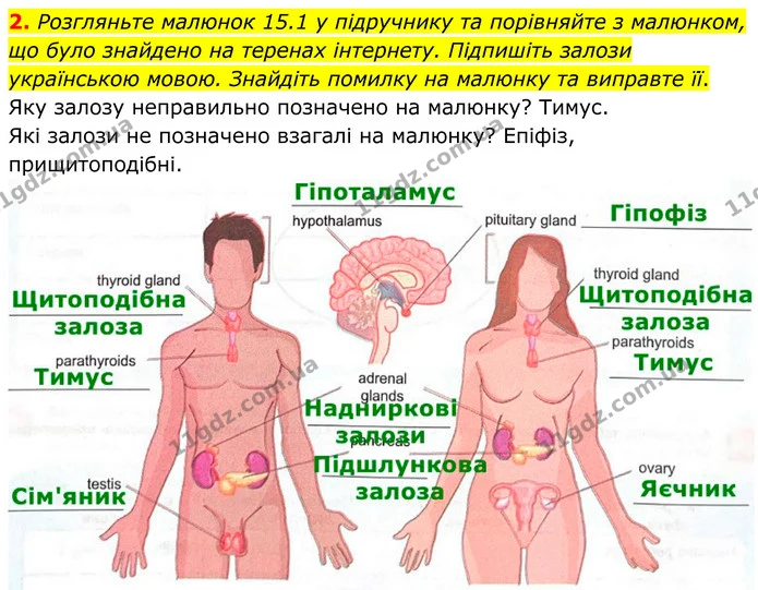 2. Розгляньте малюнок 15.1 у підручнику та порівняйте з малюнком, що було знайдено на теренах інтернету. Підпишіть залози українською — ГДЗ Робочий зошит Біологія 8 клас Кулініч