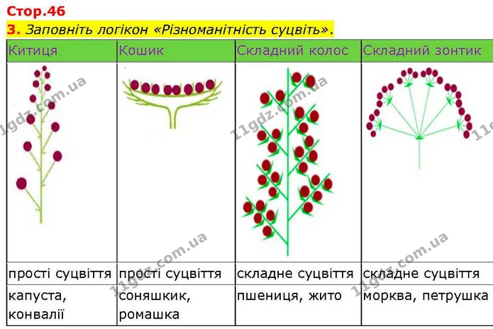 3. Заповніть логікон «Різноманітність суцвіть». — ГДЗ робочий зошит Біологія 7 клас Кулініч