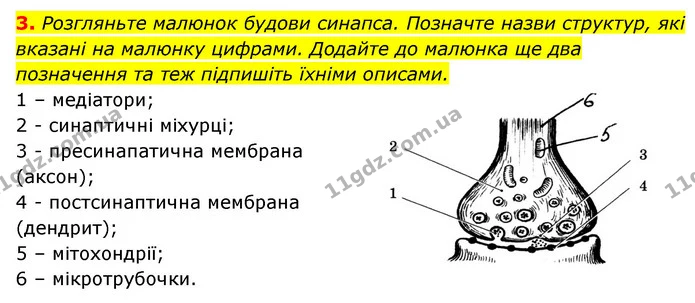 3. Розгляньте малюнок будови синапса. Позначте назви структур, які вказані на малюнку цифрами. Додайте до малюнка ще два позначення та — ГДЗ Робочий зошит Біологія 8 клас Задорожний