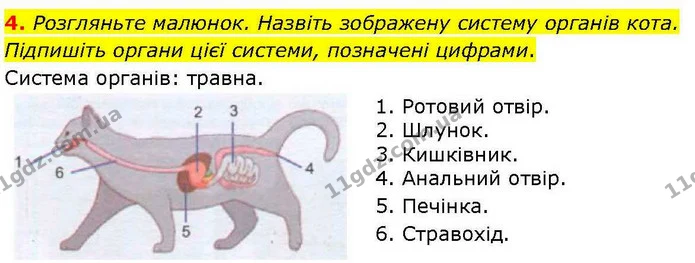 4. Розгляньте малюнок. Назвіть зображену систему органів кота. Підпишіть органи цієї системи, позначені цифрами. — ГДЗ робочий зошит Біологія 7 клас Кулініч