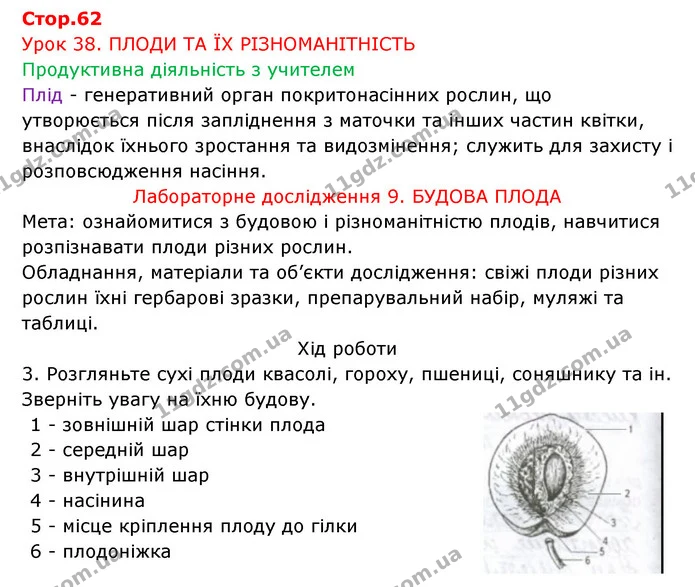 Стор. 62 — 1 — ГДЗ Робочий зошит Біологія 6 клас Соболь — ГДЗ Робочий зошит Біологія 6 клас Соболь