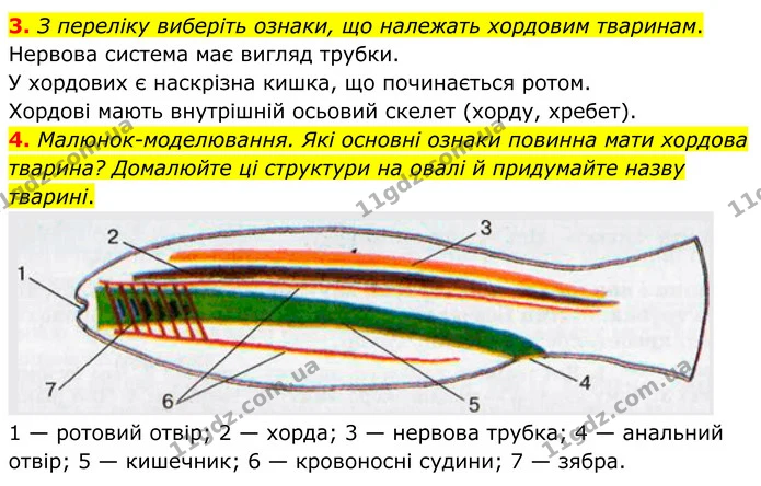 3. З переліку виберіть ознаки, що належать хордовим тваринам. — ГДЗ робочий зошит Біологія 7 клас Кулініч