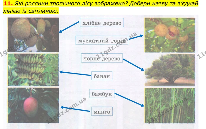 11. Які рослини тропічного лісу зображено? Добери назву та з’єднай лінією із світлиною. — ГДЗ Робочий зошит Я досліджую світ 4 клас Гільберг