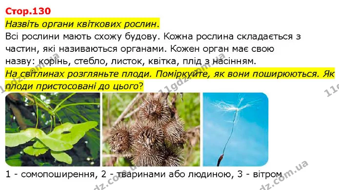 Назвіть органи квіткових рослин. — ГДЗ Я досліджую світ 3 клас Гільберг 1-2 ч.