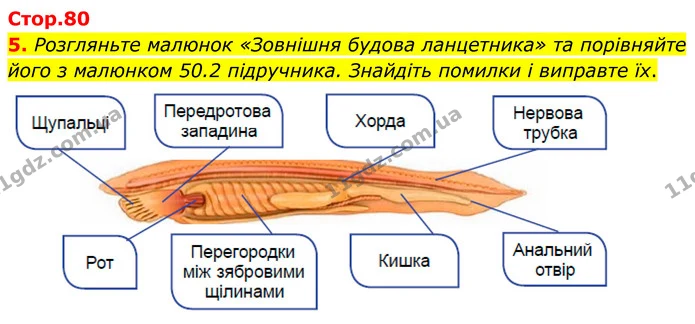 5. Розгляньте малюнок «Зовнішня будова ланцетника» та порівняйте його з малюнком 50.2 підручника. Знайдіть помилки і виправте їх. — ГДЗ робочий зошит Біологія 7 клас Кулініч
