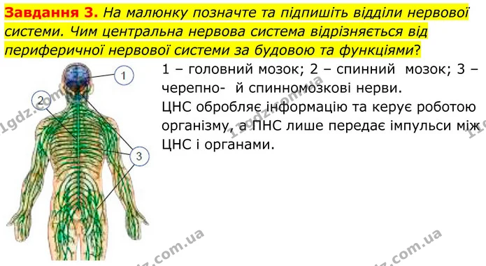 Стор. 17 — 3 — ГДЗ Робочий зошит біологія 8 клас Мирна — ГДЗ Робочий зошит біологія 8 клас Мирна
