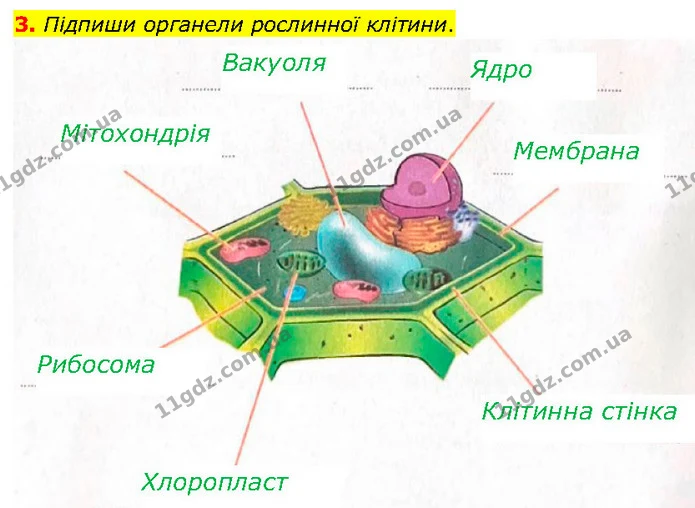 3. Підпиши органели рослинної клітини. — ГДЗ робочий зошит Біологія 7 клас Тагліна