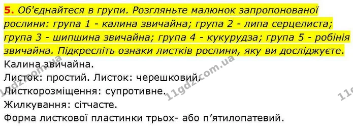 5. Об'єднайтеся в групи. Розгляньте малюнок запропонованої рослини: група 1 – калина звичайна; група 2 – липа серцелиста; група 3 – — ГДЗ робочий зошит Біологія 7 клас Кулініч