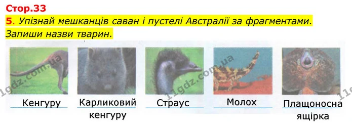 5. Упізнай мешканців саван і пустелі Австралії за фрагментами. Запиши назви тварин. — ГДЗ Робочий зошит Я досліджую світ 4 клас Гільберг