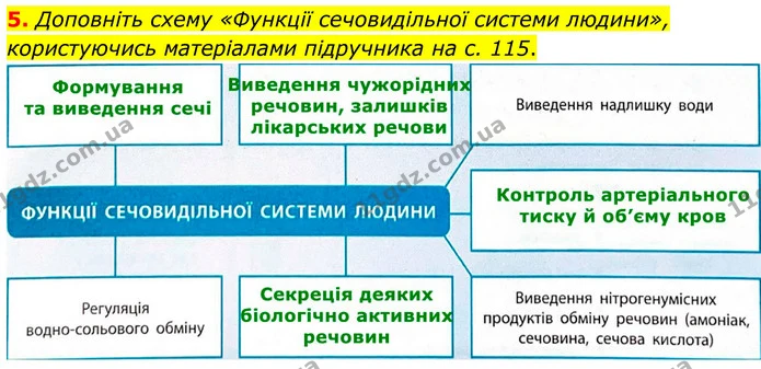 1. Позначте й підпишіть на малюнку назви тих органів сечовидільної системи людини, які ви знаєте. — частина 5 — ГДЗ Робочий зошит Біологія 8 клас Тагліна (2025)