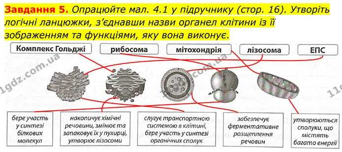 Стор. 12 — 5 — ГДЗ Робочий зошит біологія 8 клас Мирна — ГДЗ Робочий зошит біологія 8 клас Мирна