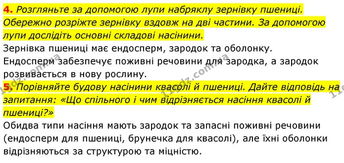 4. Розгляньте за допомогою лупи набряклу зернівку пшениці. Обережно розріжте зернівку вздовж на дві частини. За допомогою лупи — ГДЗ Біологія 7 клас Тагліна