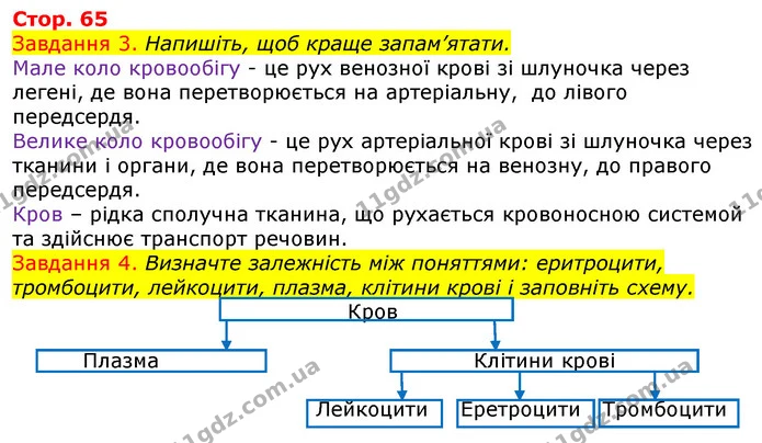 Стор. 65 — 3-4 — ГДЗ Робочий зошит з Біології 7 клас Яременко — ГДЗ Робочий зошит з Біології 7 клас Яременко