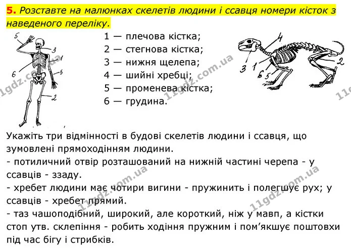 5. Розставте на малюнках скелетів людини і ссавця номери кісток з наведеного переліку. — ГДЗ Робочий зошит Біологія 8 клас Задорожний
