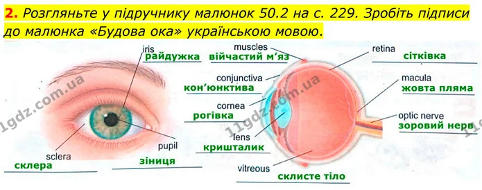 2. Розгляньте у підручнику малюнок 50.2 на с. 229. Зробіть підписи до малюнка «Будова ока» українською мовою. — ГДЗ Робочий зошит Біологія 8 клас Кулініч