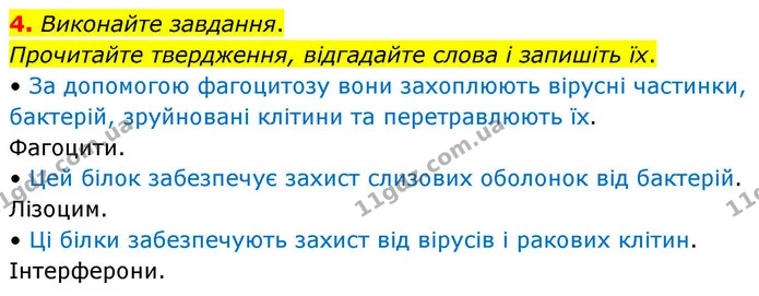 1. Розгляньте малюнок. Позначте й підпишіть цифрами такі органи імунної системи людини: тимус (1), мигдалики (2), лімфатичні вузли (3) — ГДЗ Робочий зошит Біологія 8 клас Тагліна (2025)