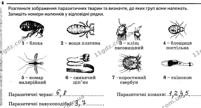6. Розгляньте зображення паразитичних тварин та визначте, до яких груп вони належать. — ГДЗ Робочий зошит Біологія 7 клас Задорожний