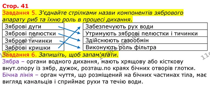 Стор. 41 — 5-6 — ГДЗ Робочий зошит з Біології 7 клас Яременко — ГДЗ Робочий зошит з Біології 7 клас Яременко