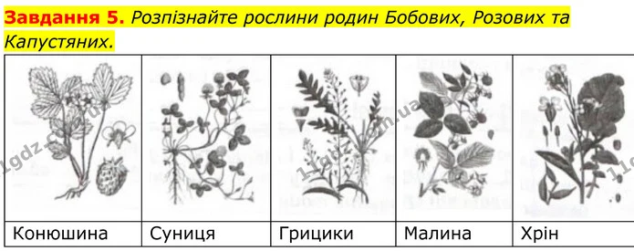5. Розпізнайте рослини родин Бобових, Розових та Капустяних. — ГДЗ Робочий зошит Біологія 7 клас Мирна 2024