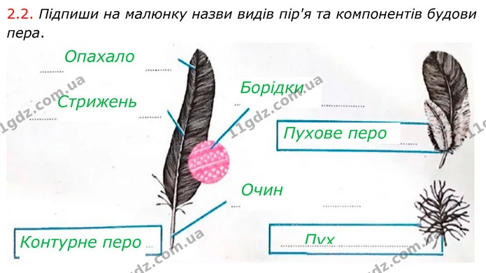 Стор. 62 — Стр.62 (2.2) — ГДЗ робочий зошит Біологія 7 клас Тагліна — ГДЗ робочий зошит Біологія 7 клас Тагліна