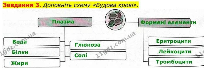 Стор. 66 — 3 — ГДЗ Робочий зошит біологія 8 клас Мирна — ГДЗ Робочий зошит біологія 8 клас Мирна