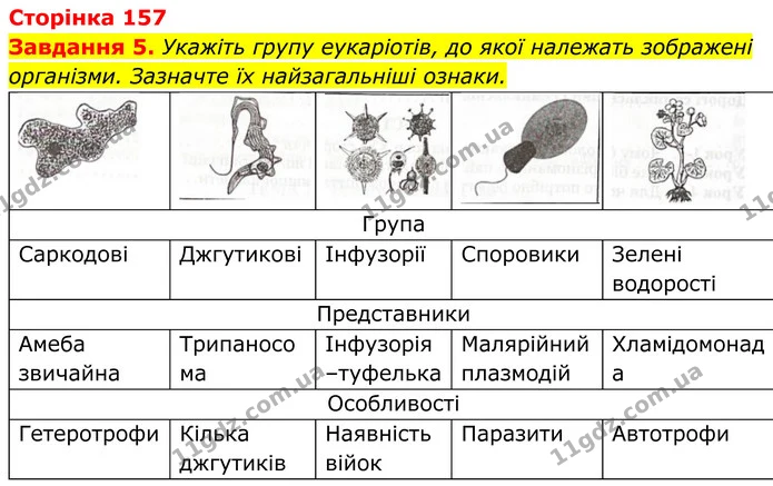 5. Укажіть групу еукаріотів, до якої належать зображені організми. Зазначте їх найзагальніші ознаки. — ГДЗ Робочий зошит Біологія 7 клас Мирна 2024
