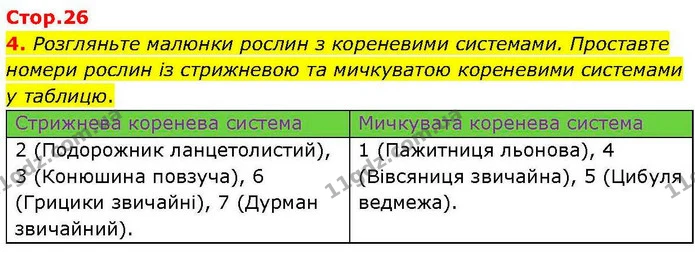4. Розгляньте малюнки рослин з кореневими системами. Проставте номери рослин із стрижневою та мичкуватою кореневими системами у — ГДЗ робочий зошит Біологія 7 клас Кулініч