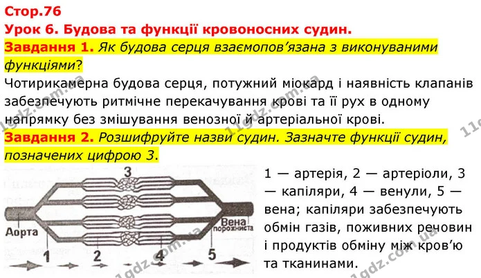 Стор. 76 — 1-2 — ГДЗ Робочий зошит біологія 8 клас Мирна — ГДЗ Робочий зошит біологія 8 клас Мирна
