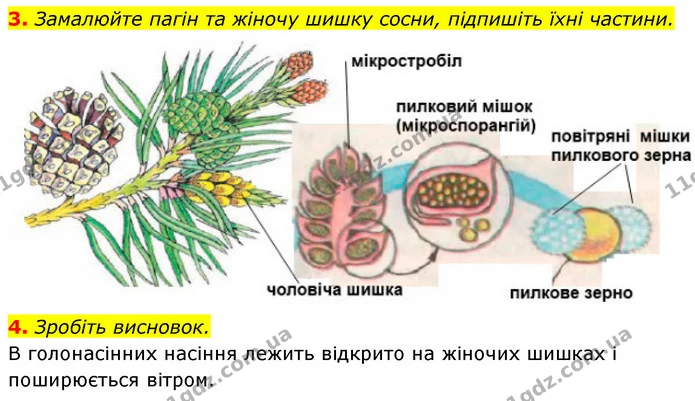 Стор. 68 — 3-4 — ГДЗ Біологія 7 клас Тагліна — ГДЗ Біологія 7 клас Тагліна
