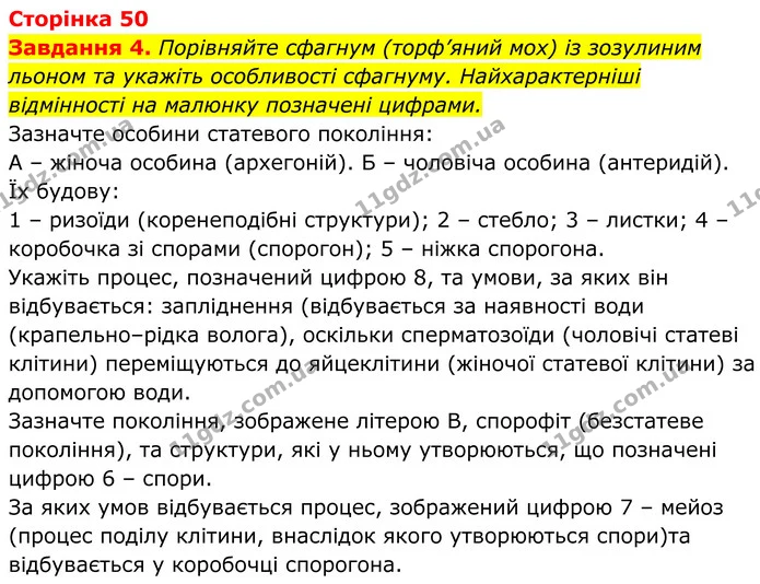 4. Порівняйте сфагнум (торф’яний мох) із зозулиним льоном та укажіть особливості сфагнуму. Найхарактерніші відмінності на малюнку — ГДЗ Робочий зошит Біологія 7 клас Мирна 2024