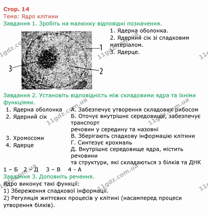 Стор. 14 — 1-3 — ГДЗ Робочий зошит Біологія 6 клас Мечник — ГДЗ Робочий зошит Біологія 6 клас Мечник