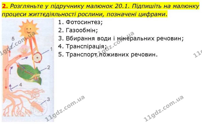 2. Розгляньте у підручнику малюнок 20.1. Підпишіть на малюнку процеси життєдіяльності рослини, позначені цифрами. — ГДЗ робочий зошит Біологія 7 клас Кулініч
