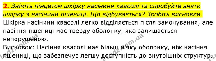 2. Зніміть пінцетом шкірку насінини квасолі та спробуйте зняти шкірку з насінини пшениці. Що відбувається? Зробіть висновки. — ГДЗ Біологія 7 клас Тагліна