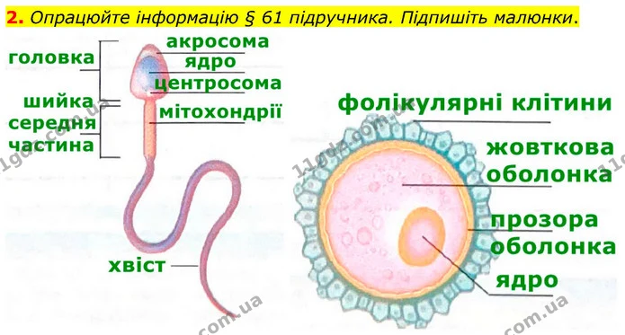 2. Опрацюйте інформацію § 61 підручника. Підпишіть малюнки. — ГДЗ Робочий зошит Біологія 8 клас Кулініч