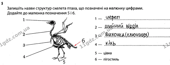 Стор. 40 — 5 — ГДЗ Робочий зошит Біологія 7 клас Задорожний — ГДЗ Робочий зошит Біологія 7 клас Задорожний