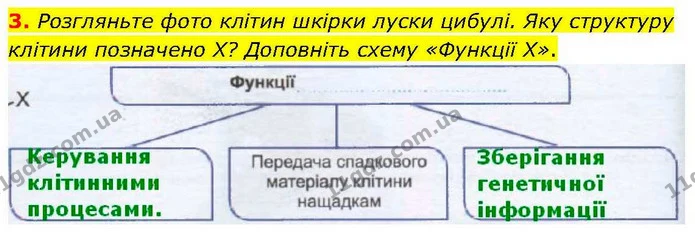 3. Розгляньте фото клітин шкірки луски цибулі. Яку структуру клітини позначено X? Доповніть схему «Функції X». — ГДЗ робочий зошит Біологія 7 клас Кулініч